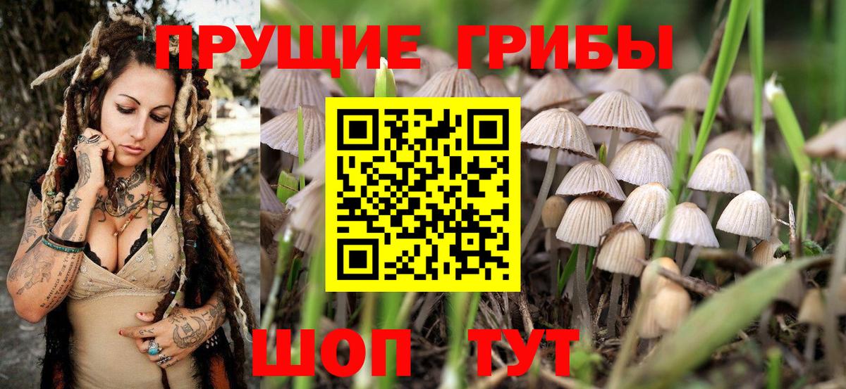 Псилоцибиновые грибы Cubensis Сегежа